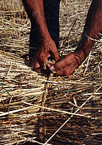 Lligant els feixos d'espigues tallades