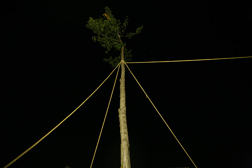 L'arbre serà l'epicentre de la resta d'actes