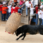 Bou embestint la cargolera