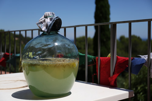 Macerant en una garrafa de vidre