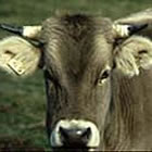 La vaca bruna del Pirineu