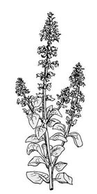 Dibuix d'una alfàbrega