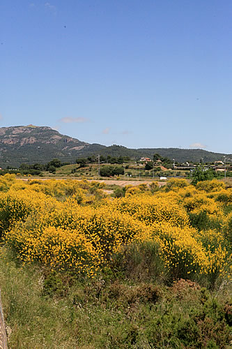 Riera plena de ginesta al Vallès