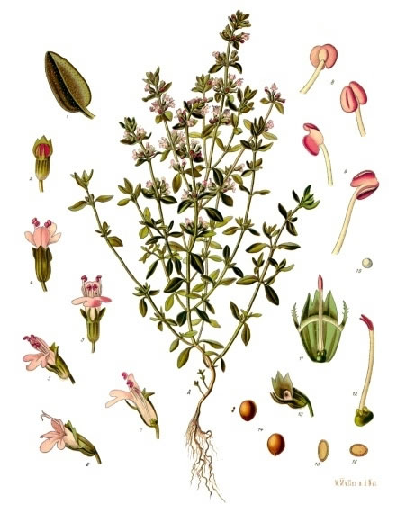 Dibuix de la farigola