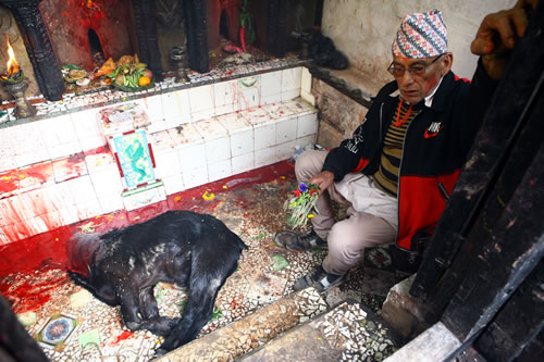 Dins el temple es sacrifica un bóc negre