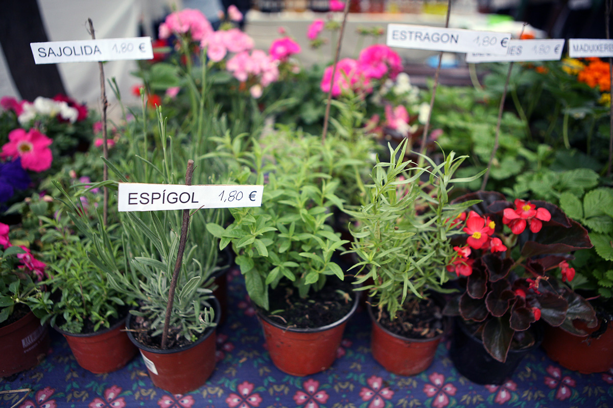 Plantes per cuinar, per curar, per decorar...