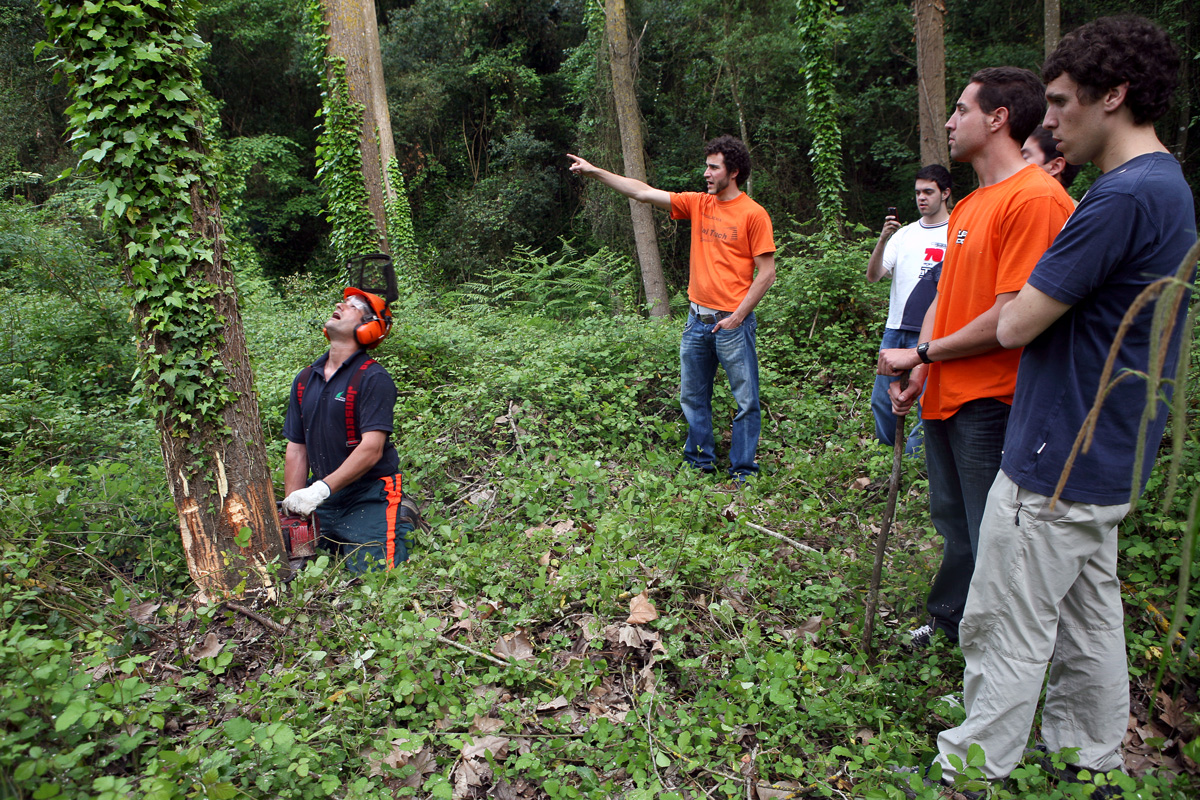 Triant i tallant el poll al bosc