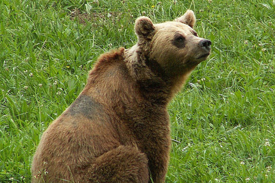 L'animal mític