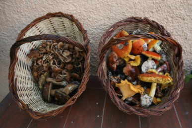 Cistell de bolets