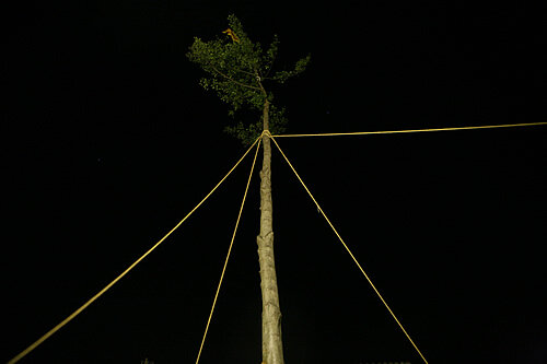 L'arbre serà l'epicentre de la resta d'actes