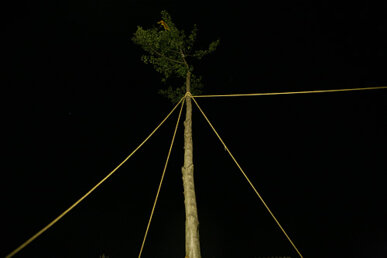 L'arbre serà l'epicentre de la resta d'actes