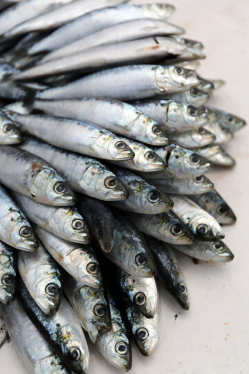 Sardines