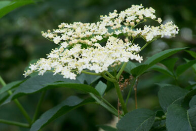 Flor de saüc