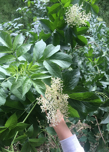 Collint flors de saüc