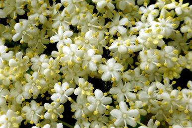 Detall de les floretes de saüc