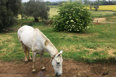 Un cavall al costat d'un saüquer