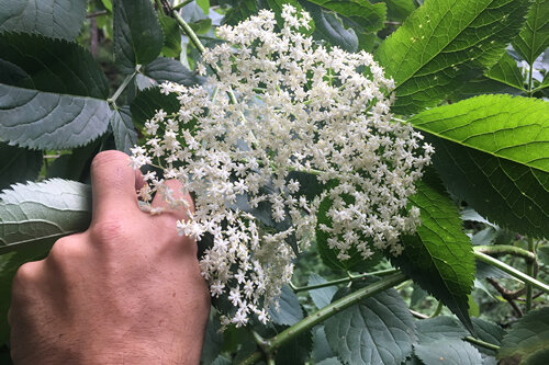 Recol·lecció de les flors