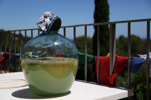 Macerant en una garrafa de vidre