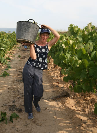 Una veremadora al Penedès