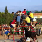 Bous a plaça