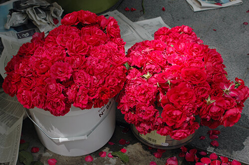 Les roses de Santa Rita