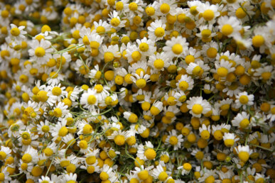 Flors de camamilla