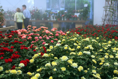 Les roses de l'Exposició