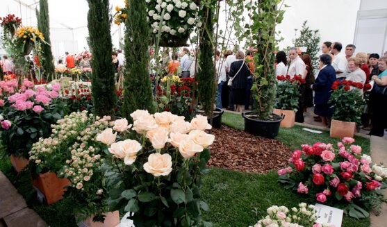 Exposició Nacional de Roses de Sant Feliu de Llobregat