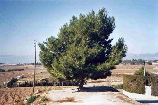El Pi de Puigpelat