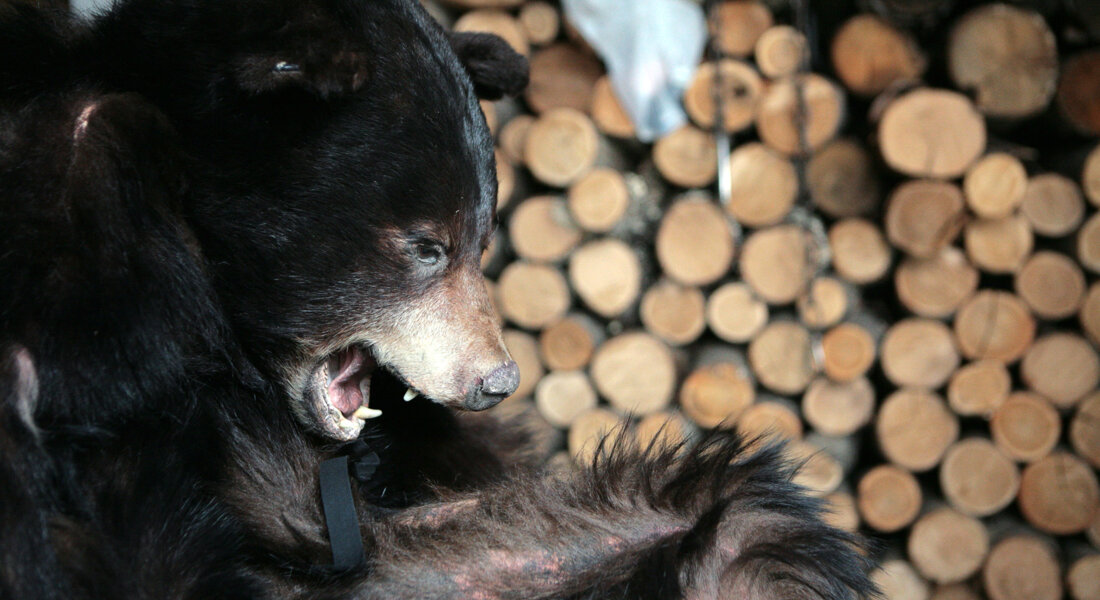 Festa de l'Ós a Sant Llorenç de Cerdans