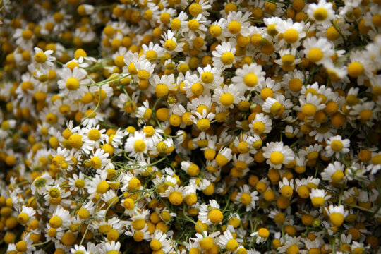 La camamilla té propietats digestives. Foto: Manel Carrera Escudé