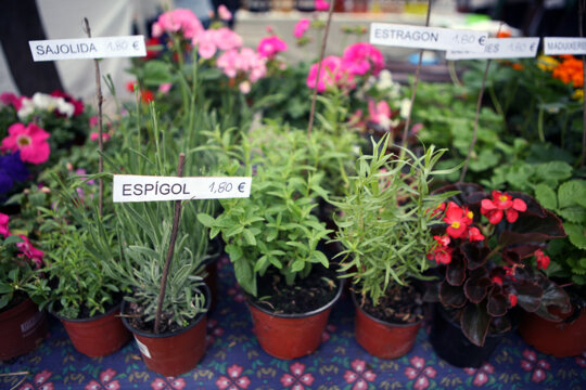 Plantes per cuinar, per curar, per decorar...