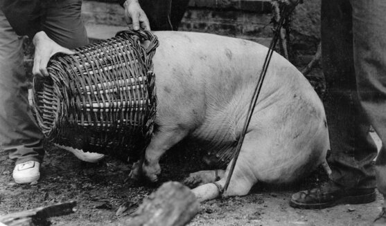 La matança del porc