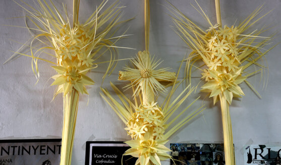 Palmes i palmons