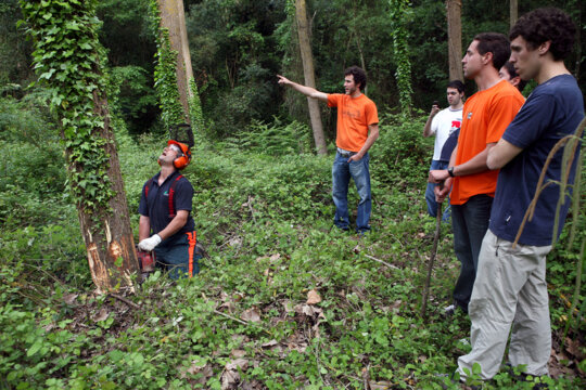 Triant i tallant el poll al bosc