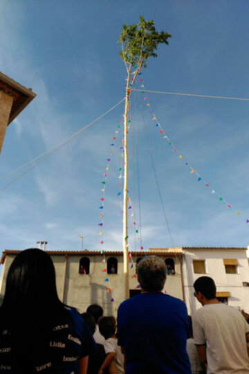 El xop, plantat a plaça